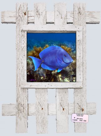"Blue Tang"