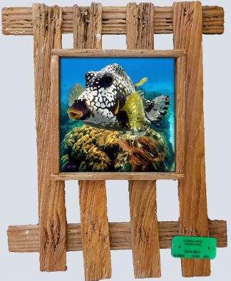 "Boxfish and Coral Head"