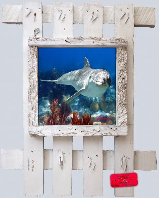 "Dolphin and Gorgonians"
