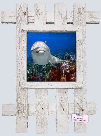 "Dolphin at Carysfort"