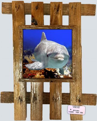 "Dolphin at Pickles Reef"