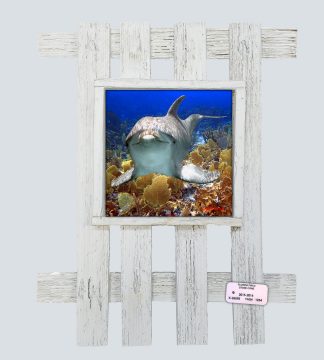 "Dolphin in the Bahamas"