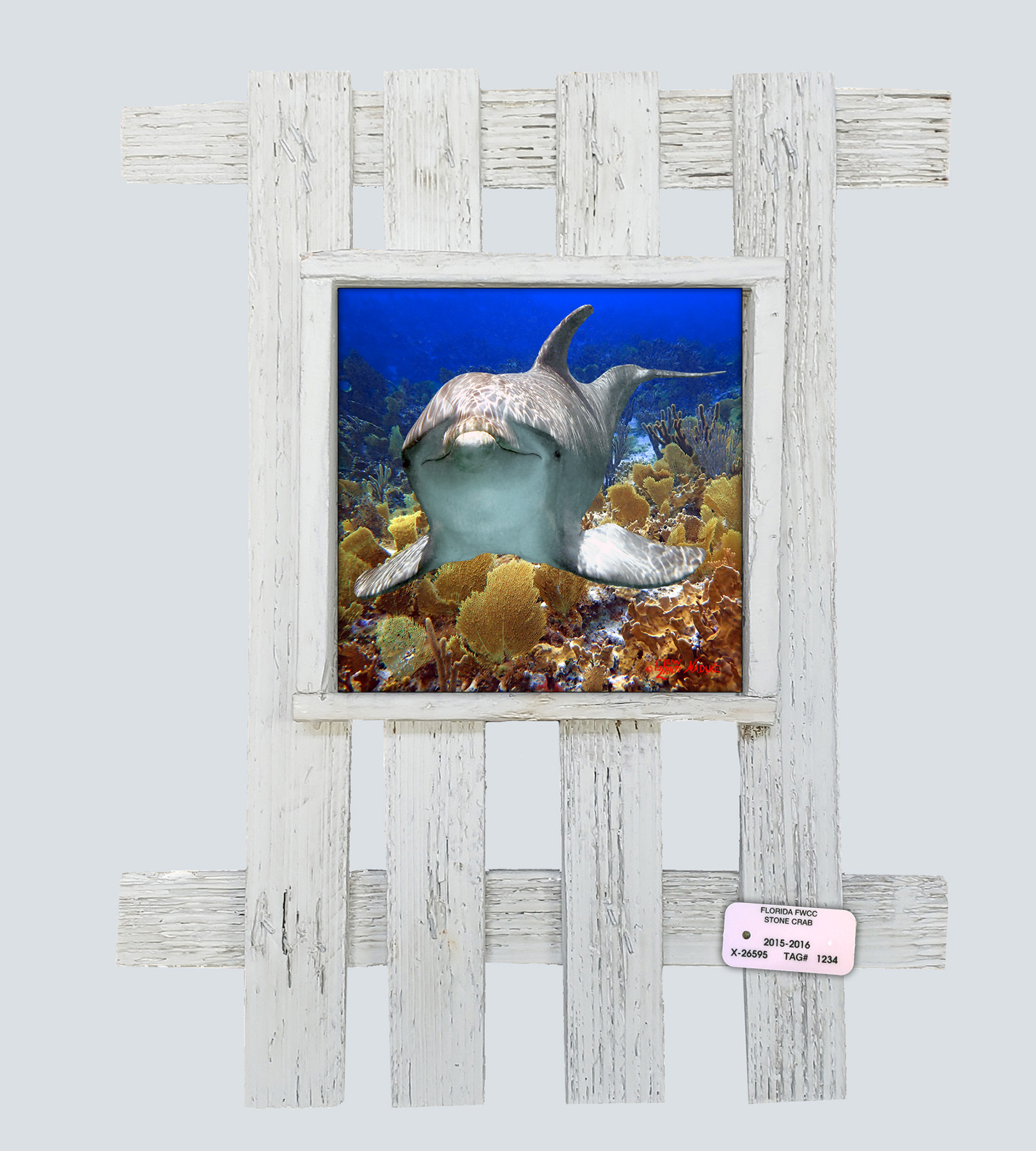 "Dolphin in the Bahamas"