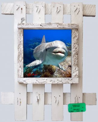 "Dolphin in the Depths"