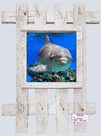 "Dolphin Up Close"