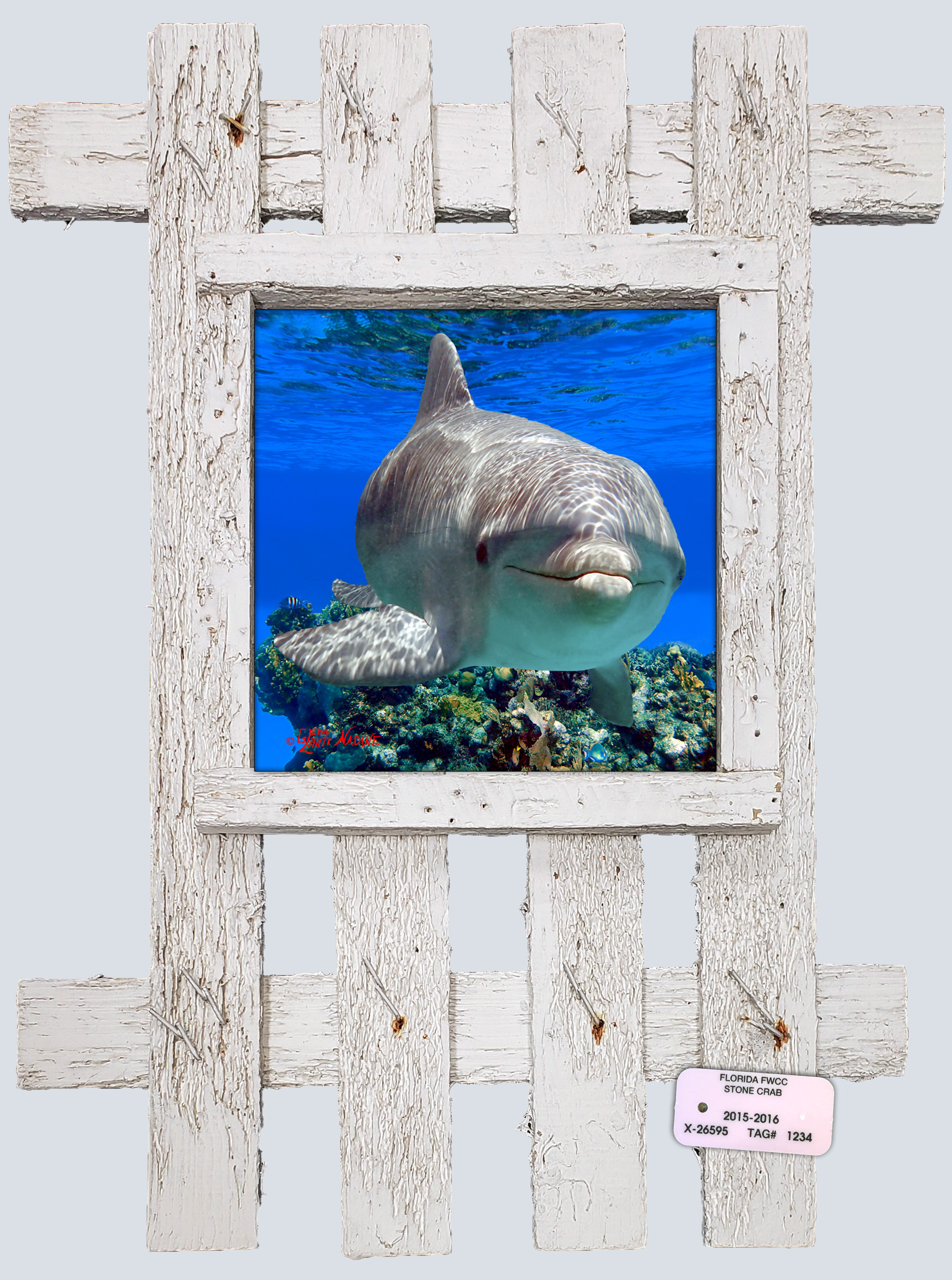 "Dolphin Up Close"
