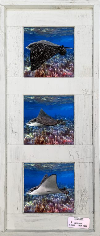 "Eagle Rays"  4.25" Tiles