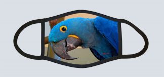 "Hyacinth Macaw"