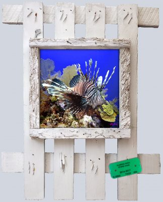 "Lionfish on the Reef"