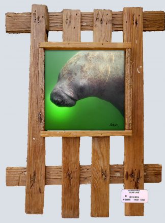 "Manatee Turning Right"