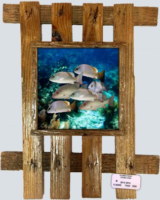 "Mangrove School"