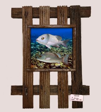 "Mangrove Snappers"