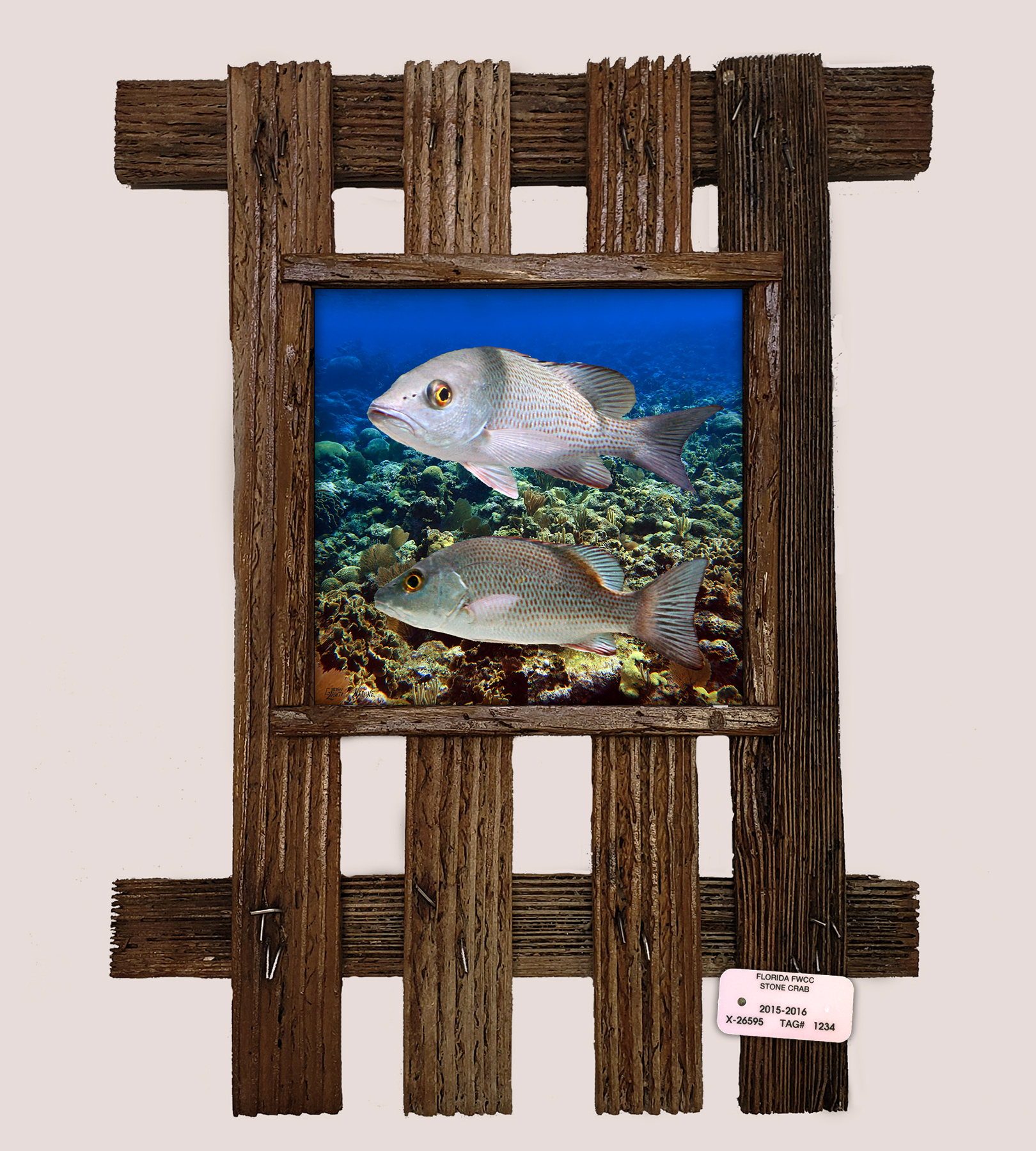 "Mangrove Snappers"