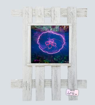 "Moon Jelly Oil"