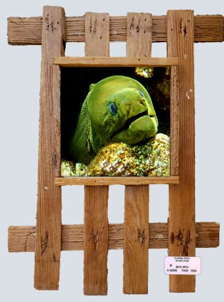 "Moray Eel 55"