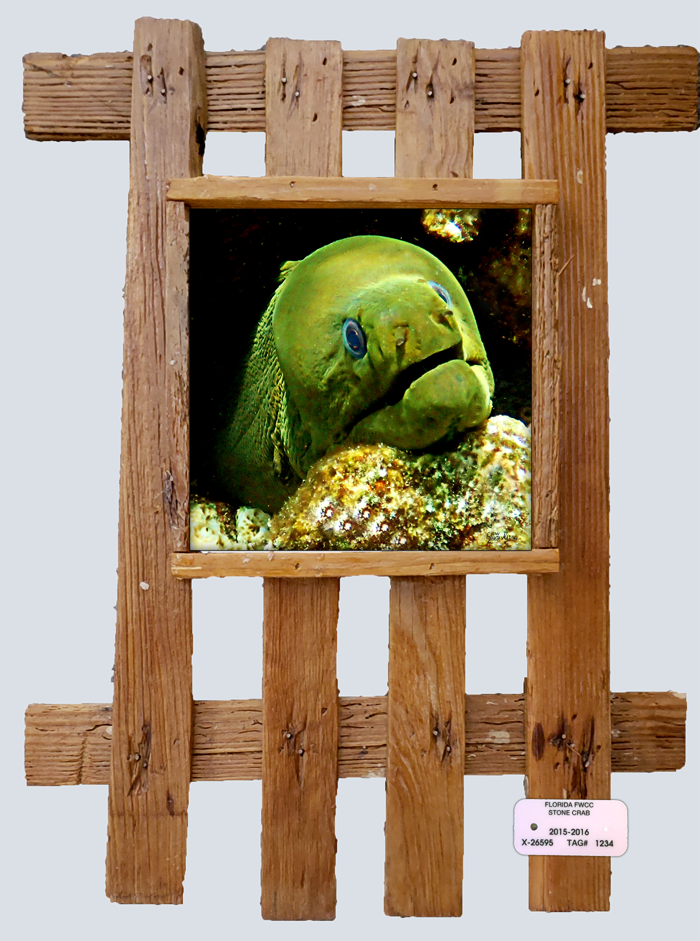"Moray Eel 55"