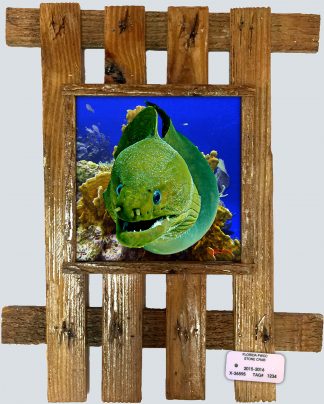 "Moray in the Corals"