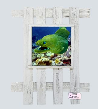 "Moray on the Reef"