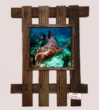 "Nurse Shark 1"