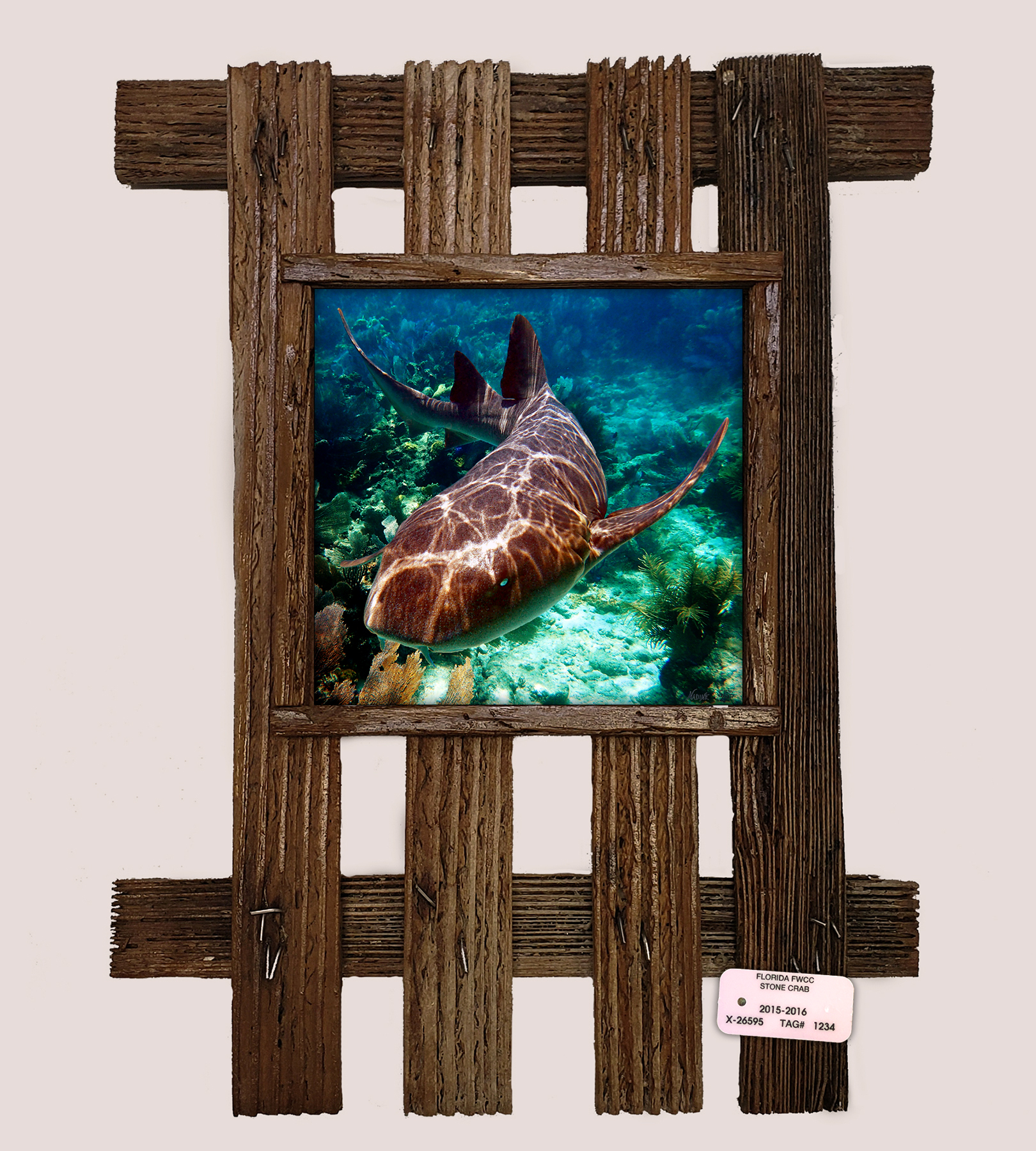 "Nurse Shark 1"