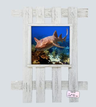 "Nurse Shark 3"
