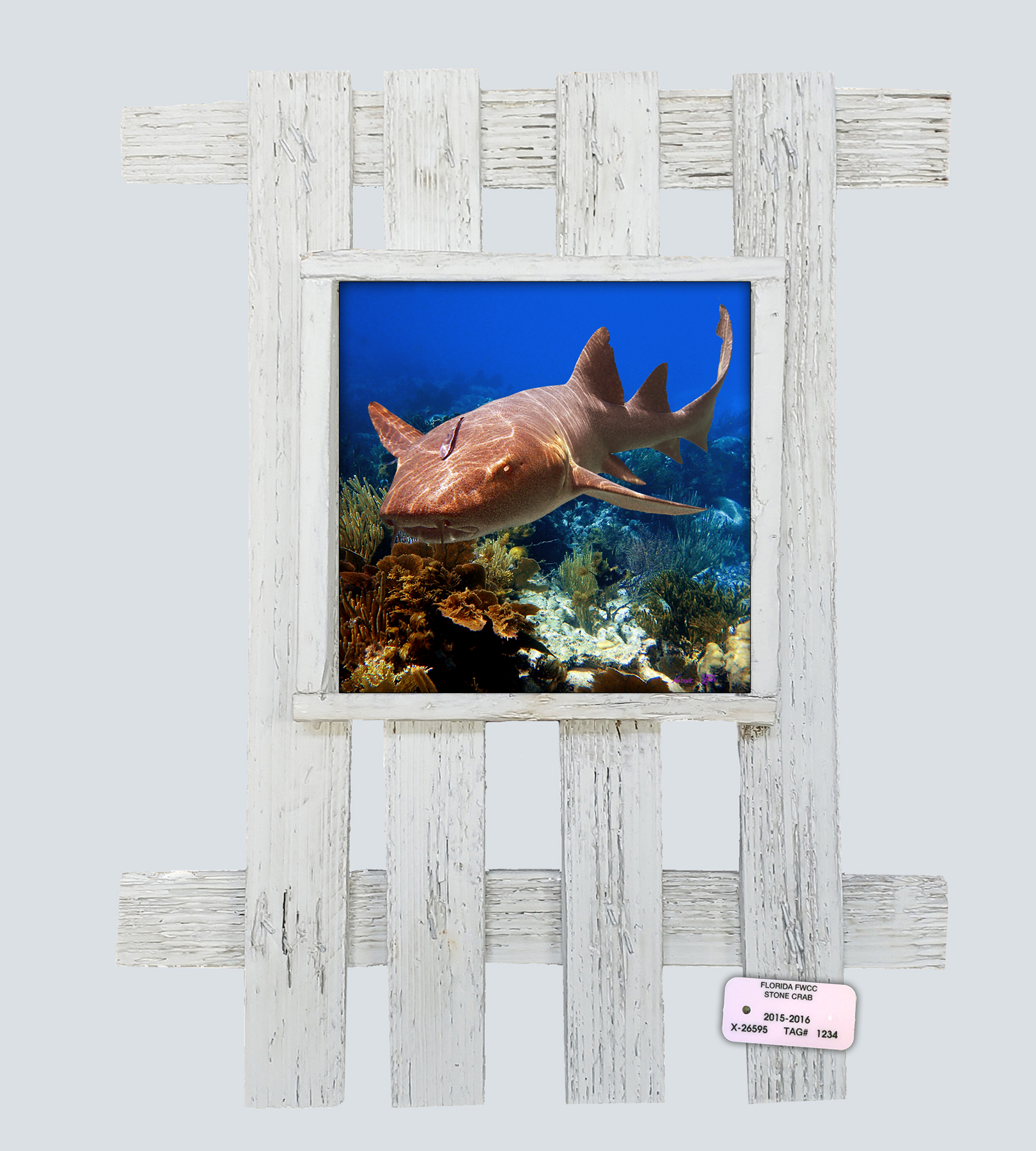 "Nurse Shark 3"