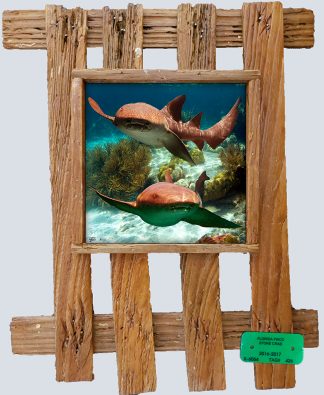 "Nurse Sharks 2"