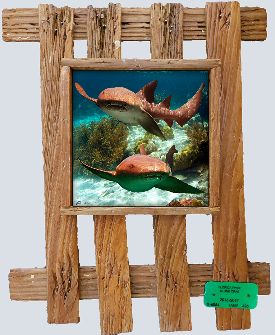 "Nurse Sharks 2"