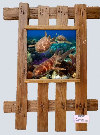 "Nurse Sharks"