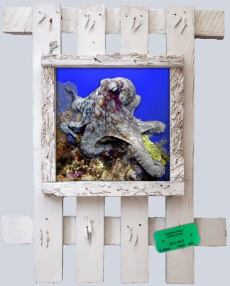 "Octopus Among the Corals"