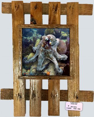 "Octopus Among the Seafans"
