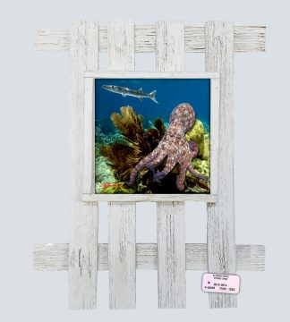 "Octopus and Barracuda"