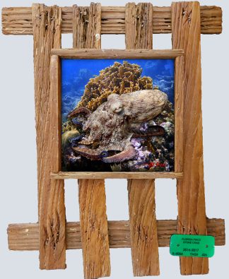 "Octopus Climbing the Corals"