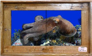 "Octopus Gliding Along the Reef" Tile Mural