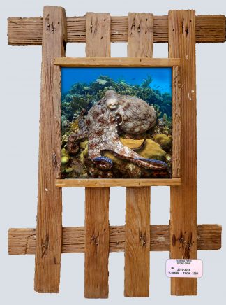 "Octopus in Aruba"