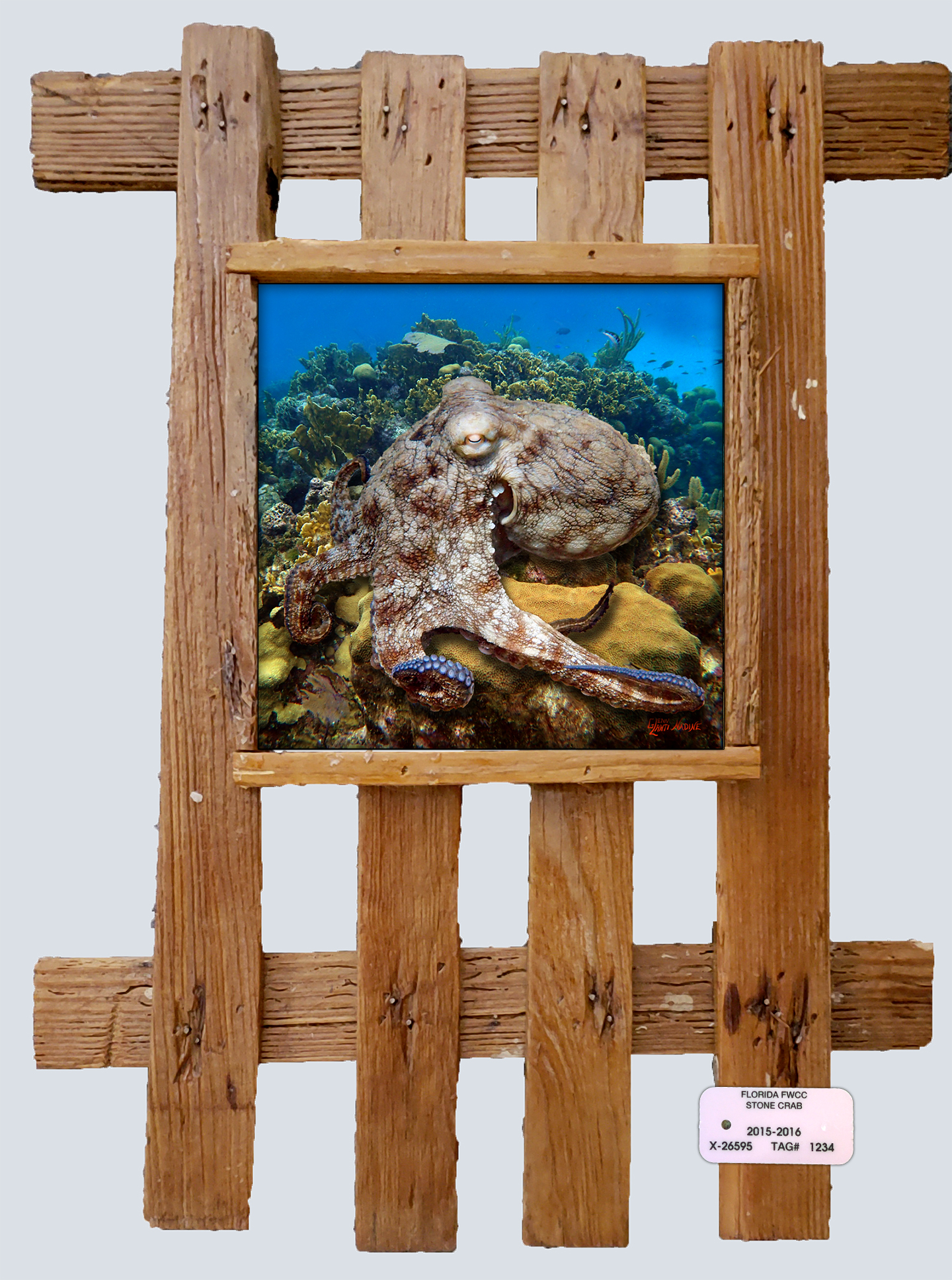 "Octopus in Aruba"