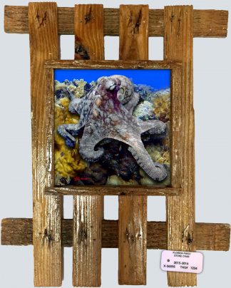 "Octopus in the Corals"