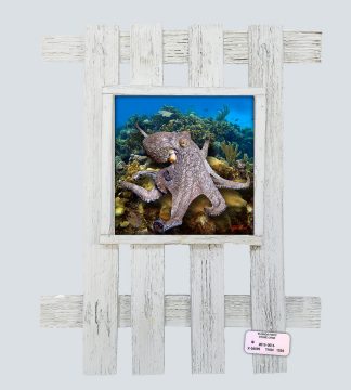 "Octopus on the Coral"