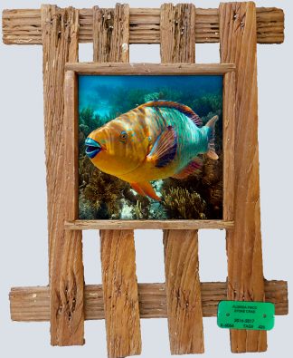 "Parrotfish 21"