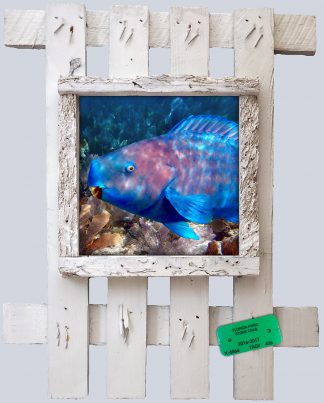 "Parrotfish 3"