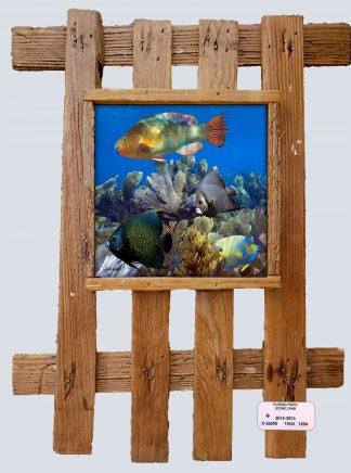 "Parrotfish and Angels"