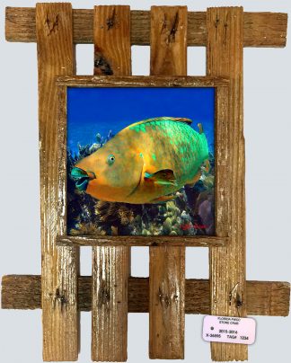 "Parrotfish in the Deep"