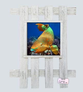 "Parrotfish in the Seafans"