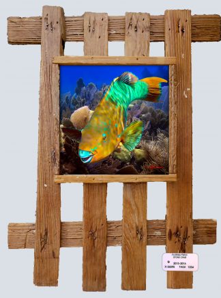 "Parrotfish in the Shallows"
