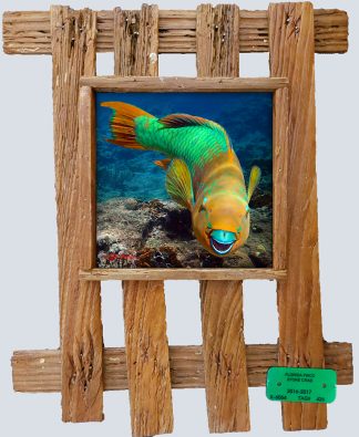 "Parrotfish Over The Corals"