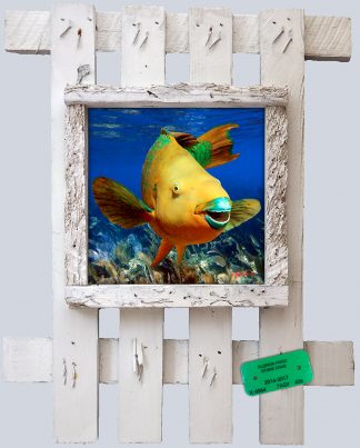 "Parrotfish over the Seafans"