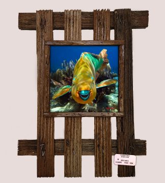 "Parrotfish Close Up"