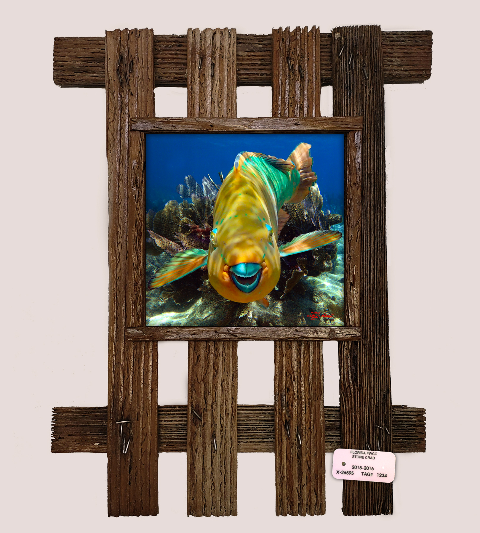 "Parrotfish Close Up"