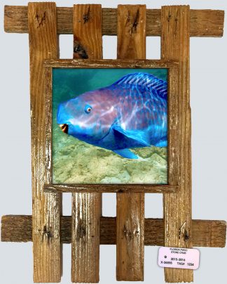 "Parrotfish 3"