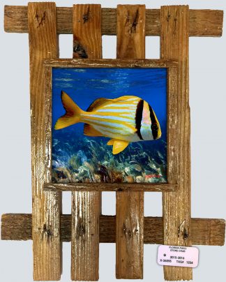 "Porkfish"